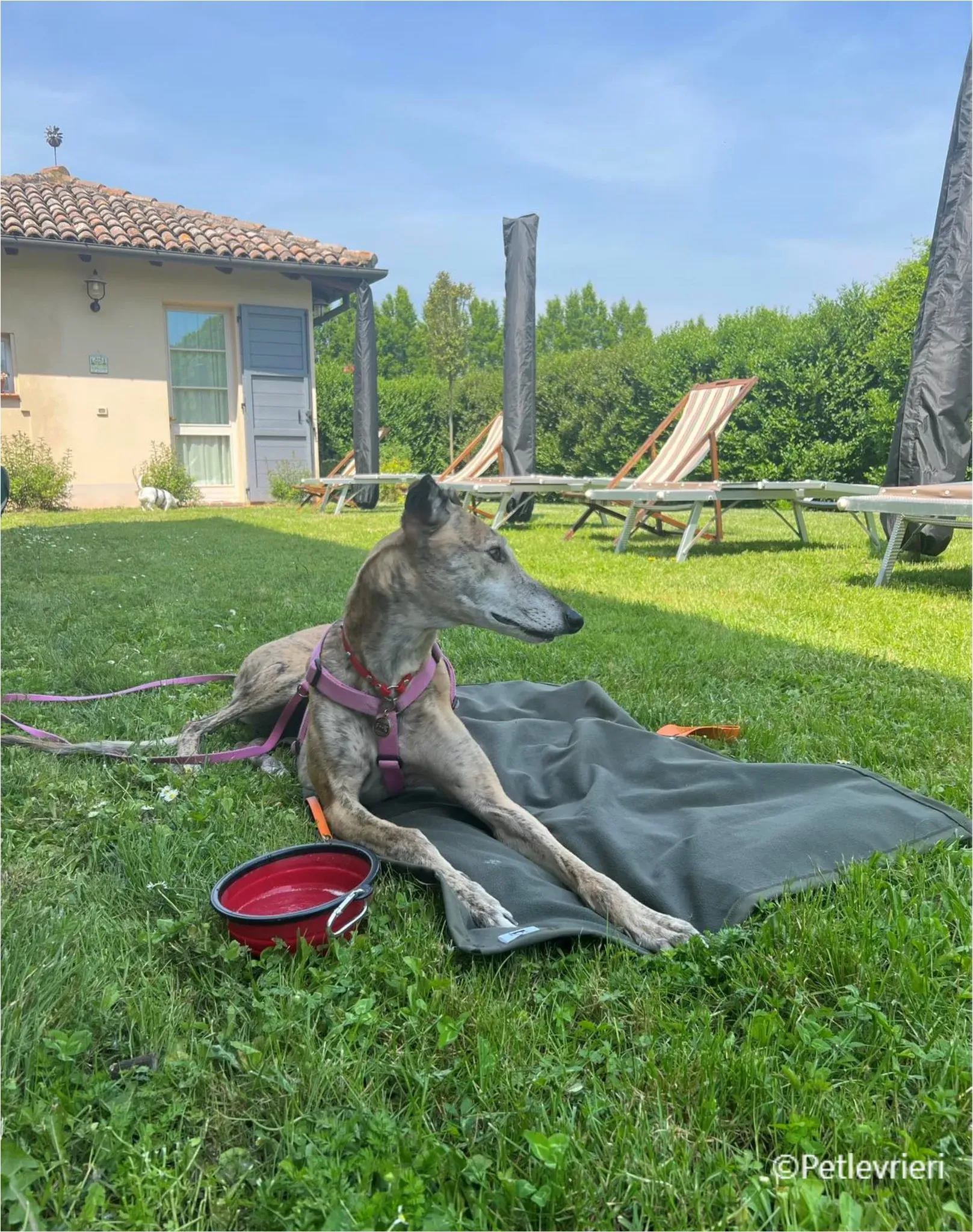 Alice greyhound pet levrieri felici casa16