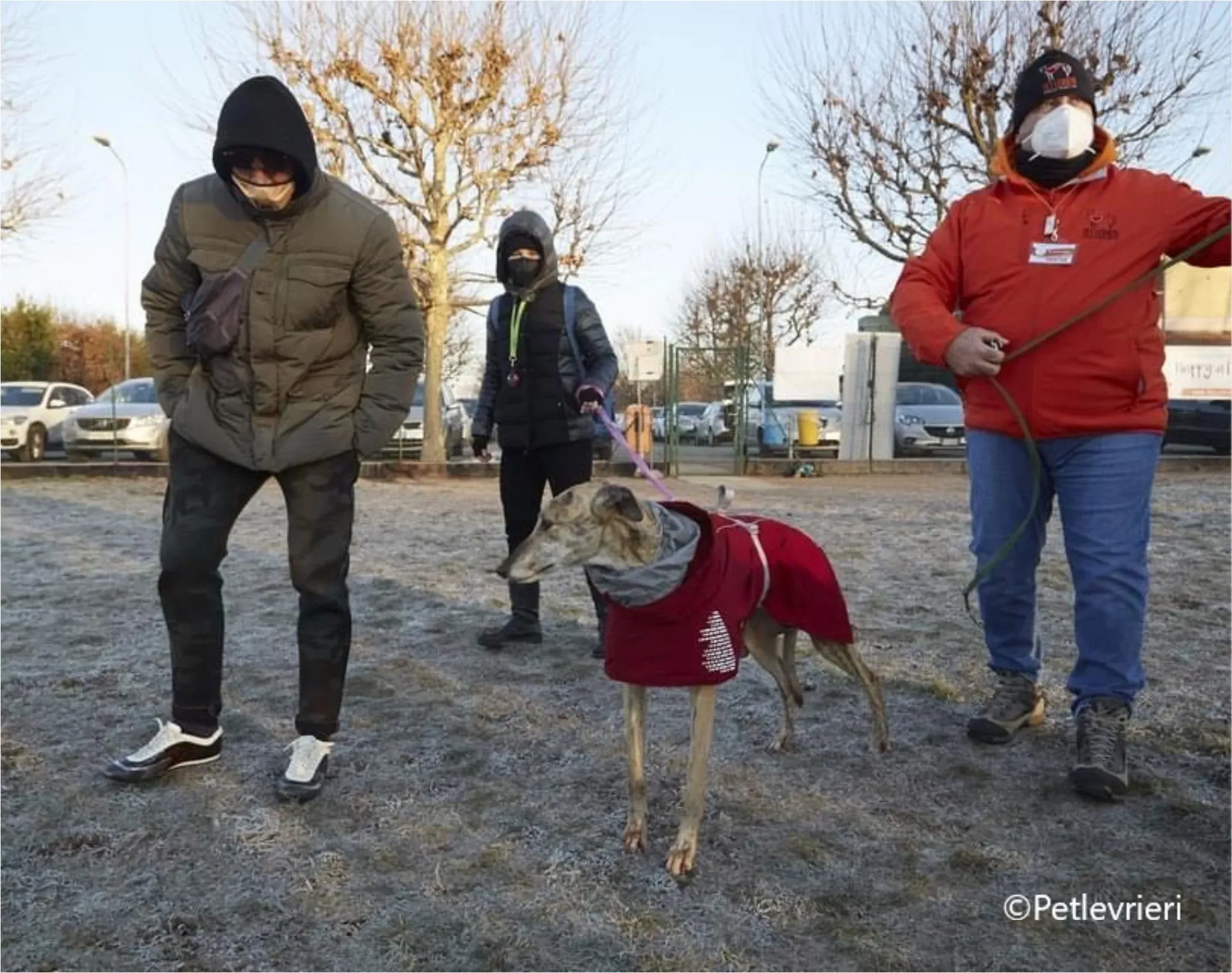 Alice greyhound pet levrieri felici casa2