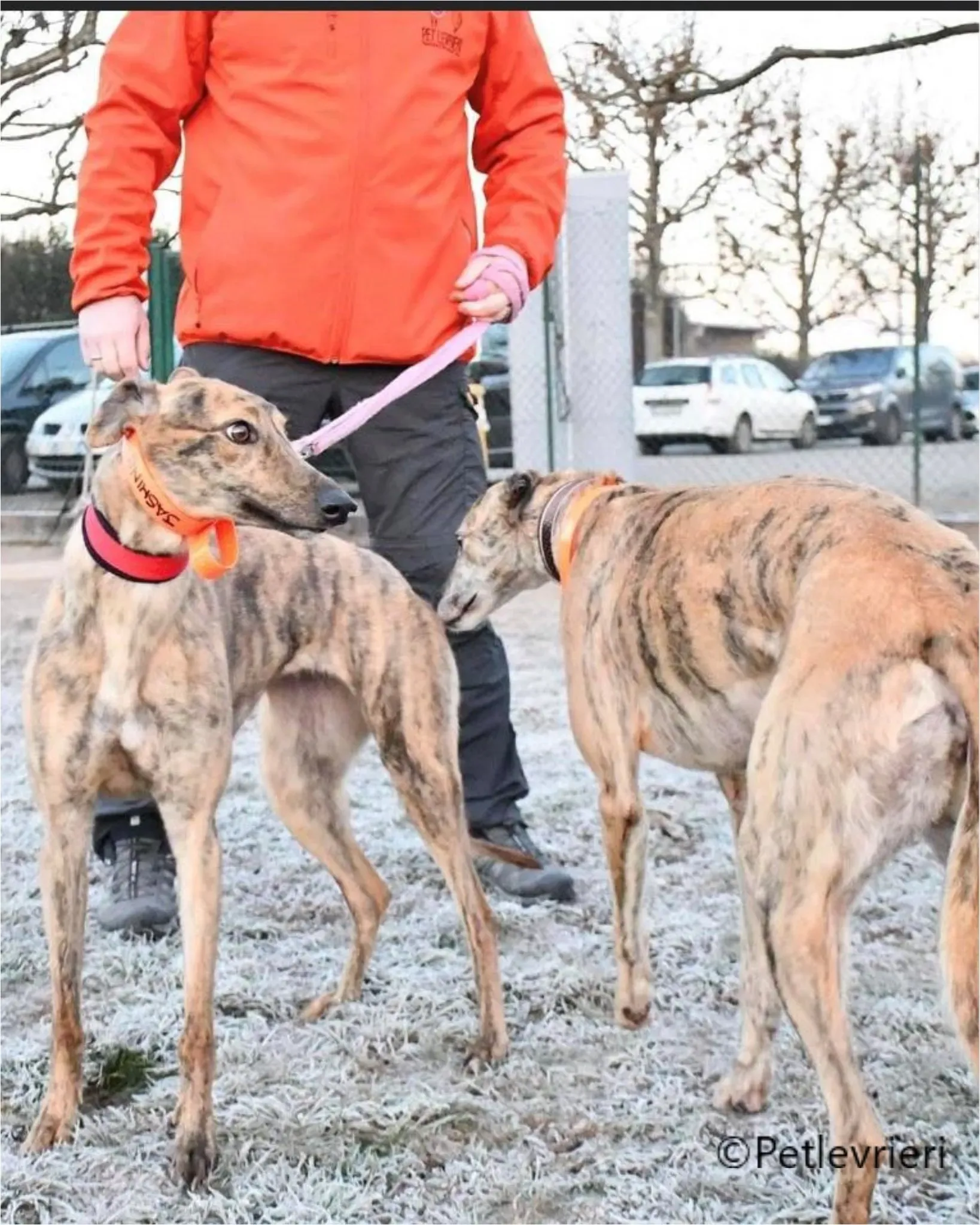 Alice greyhound pet levrieri felici casa3