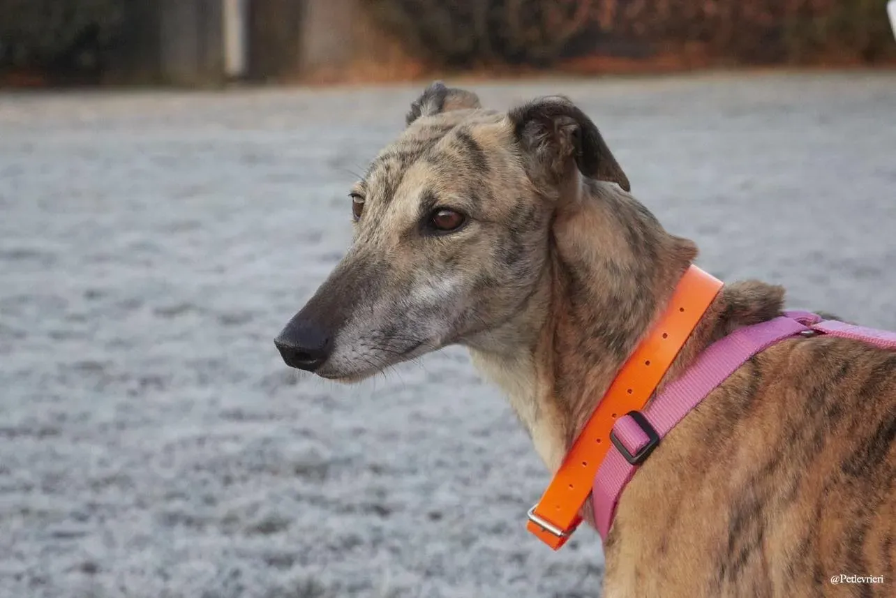 Alice greyhound pet levrieri felici casa4