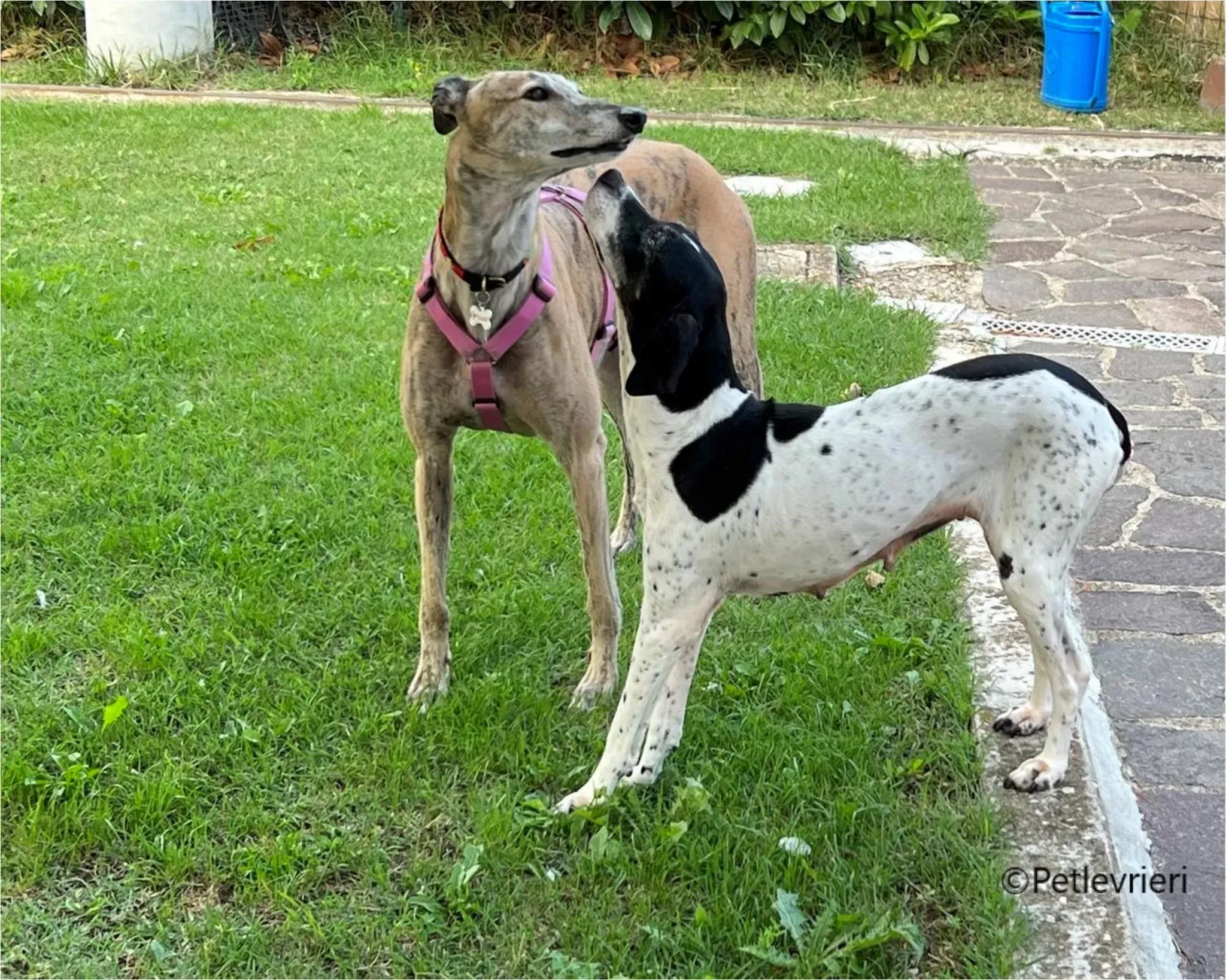 Alice greyhound pet levrieri felici casa5