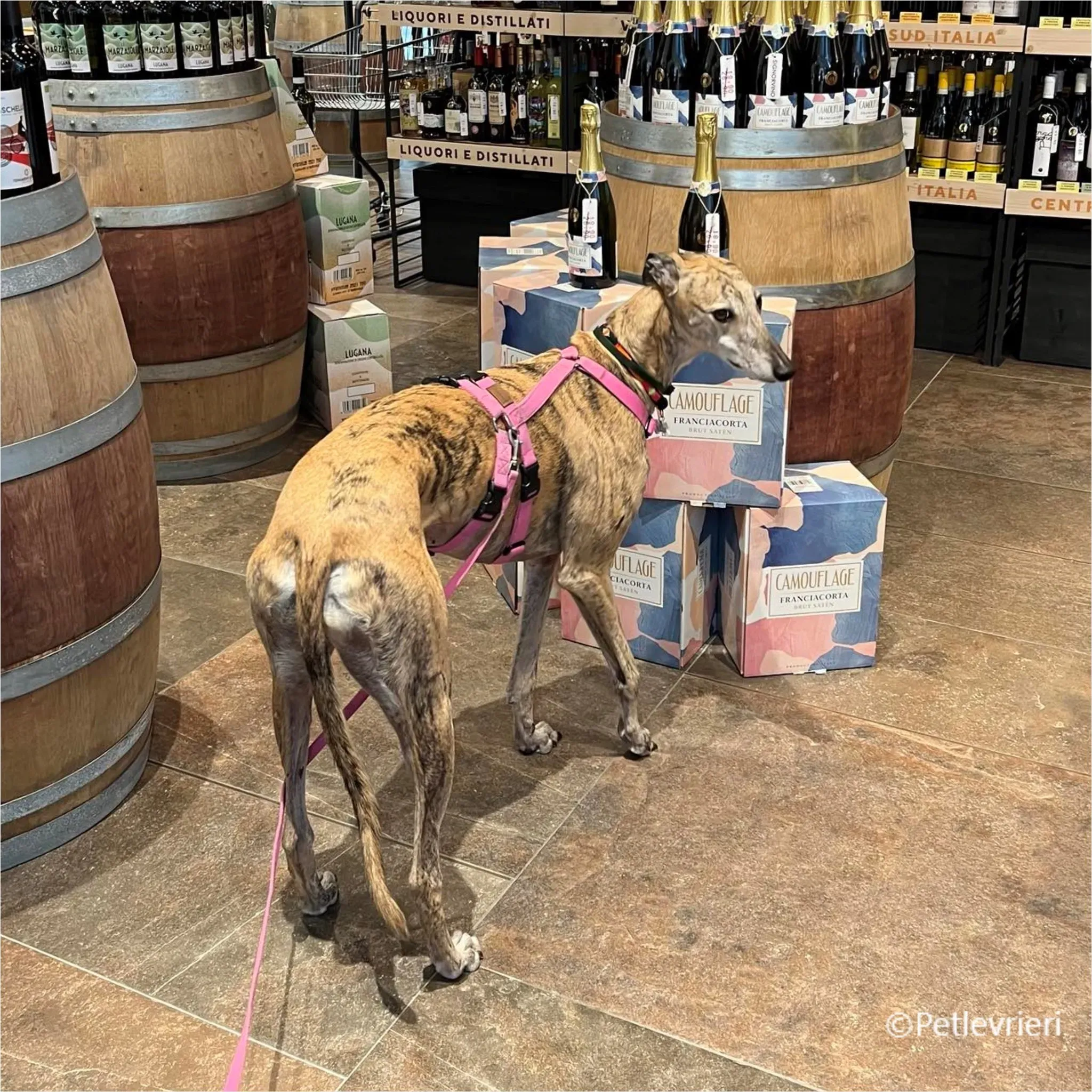 Alice greyhound pet levrieri felici casa6