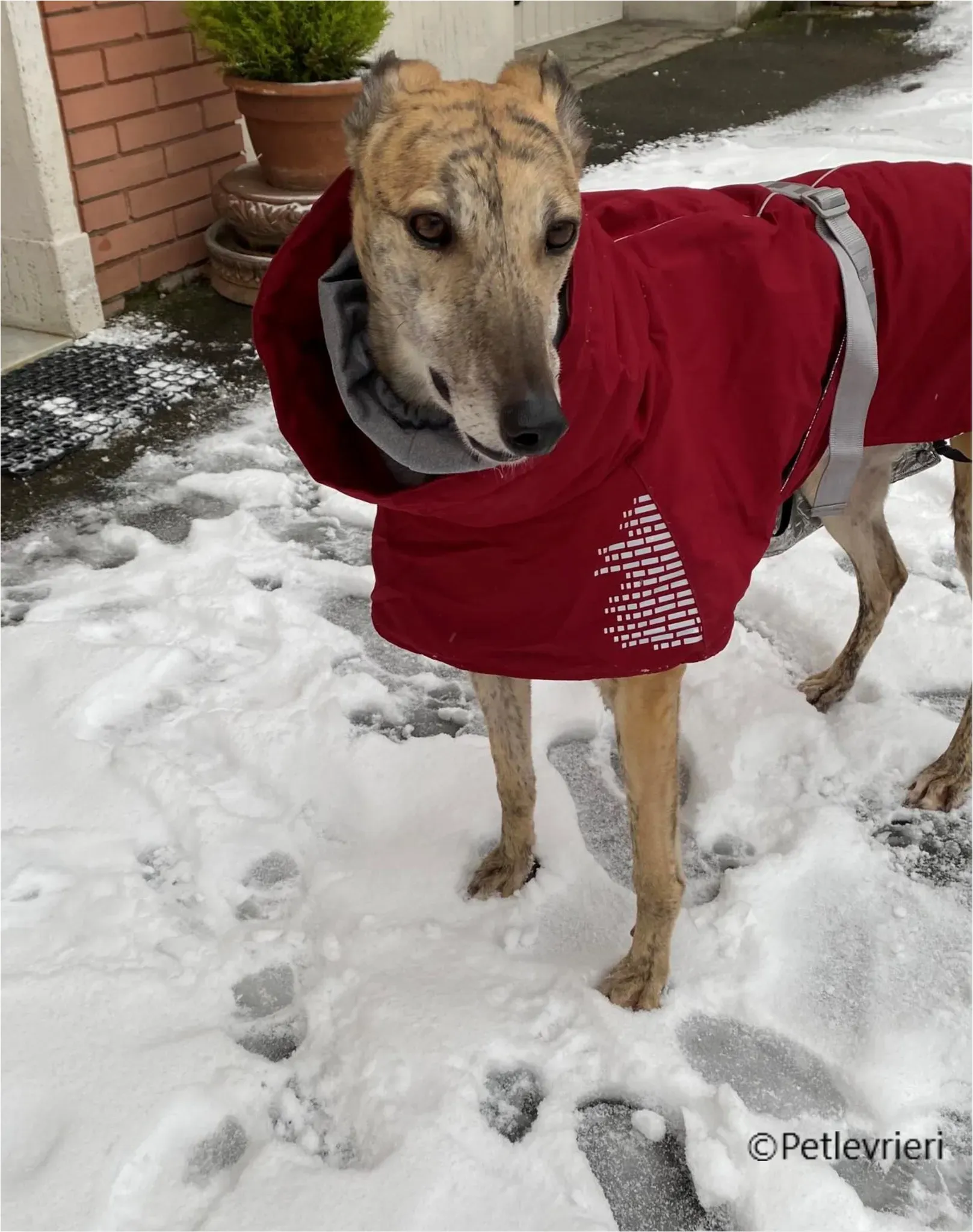 Alice greyhound pet levrieri felici casa7