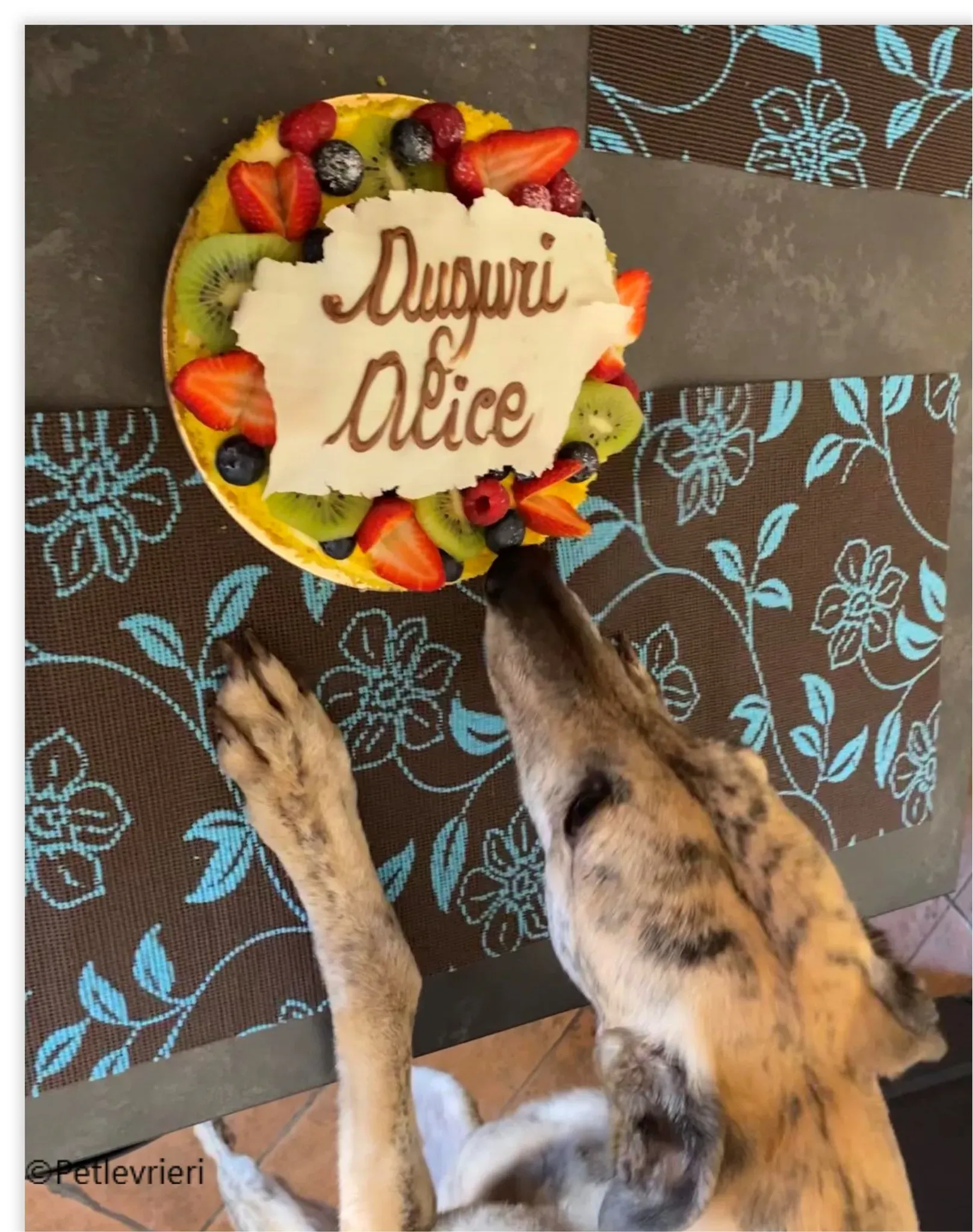 Alice greyhound pet levrieri felici casa8