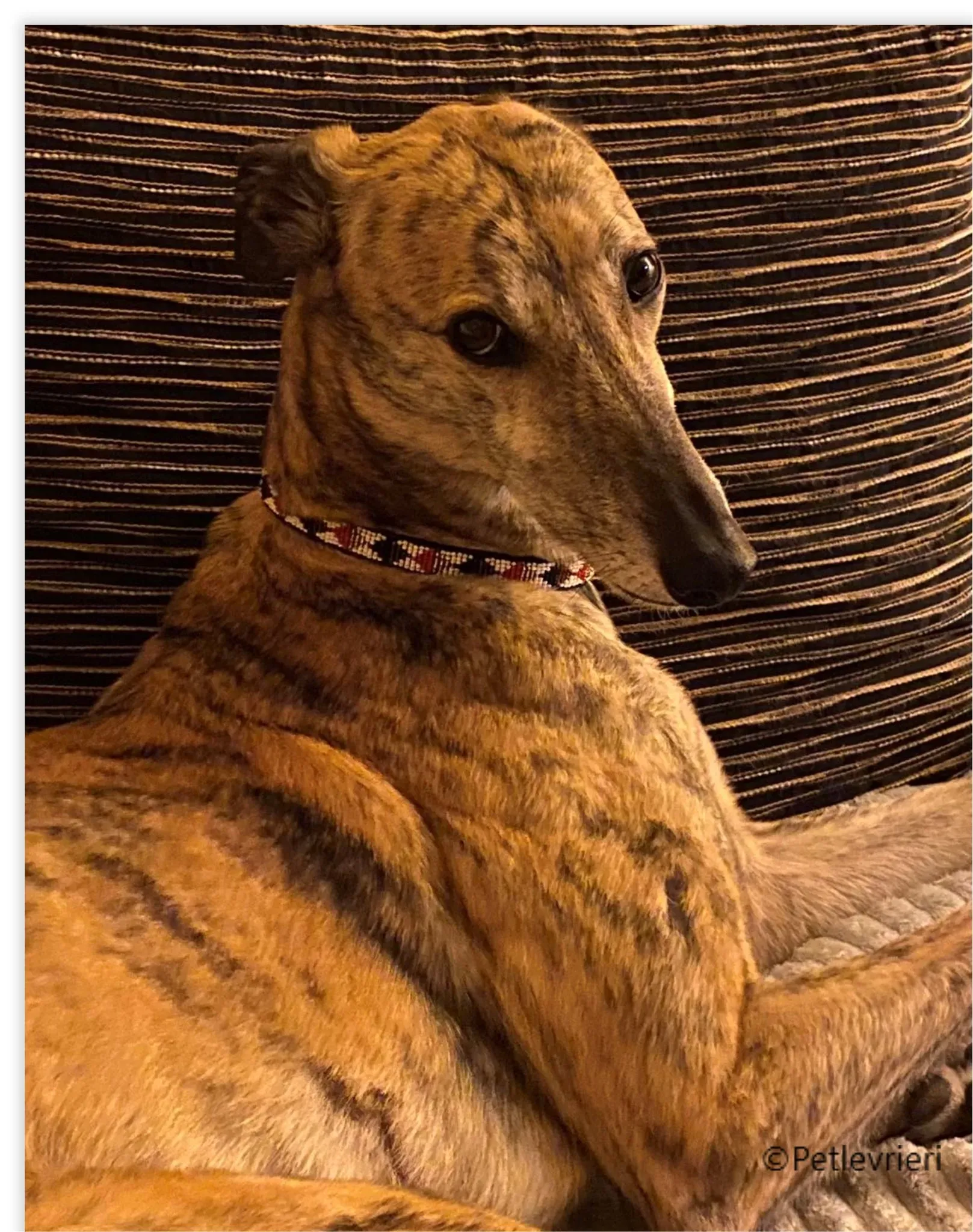 Alice greyhound pet levrieri felici casa9