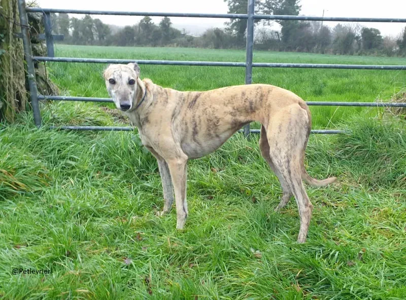 Alice Greyhound female adozione Levrieri 1