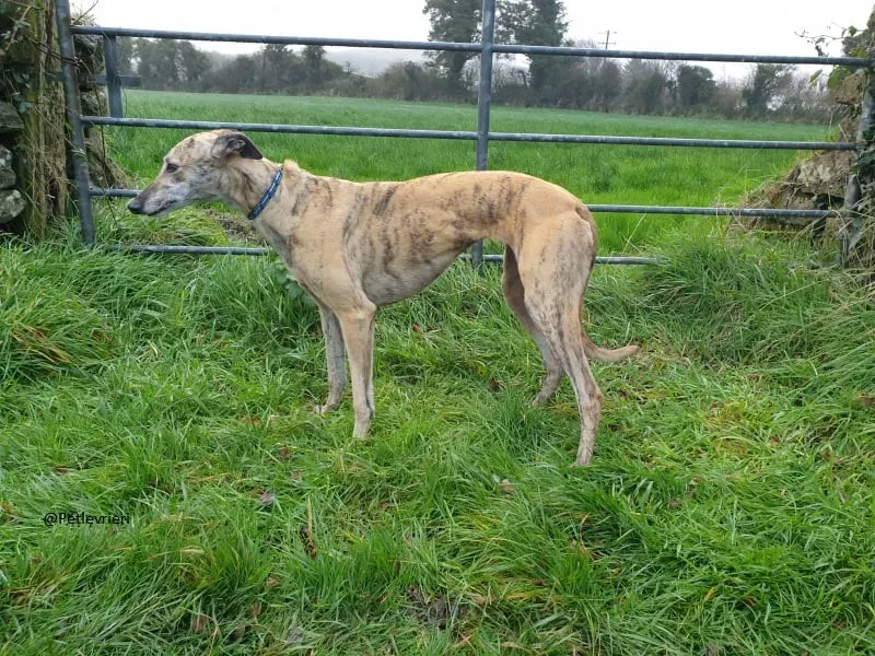 Alice Greyhound female adozione Levrieri 2