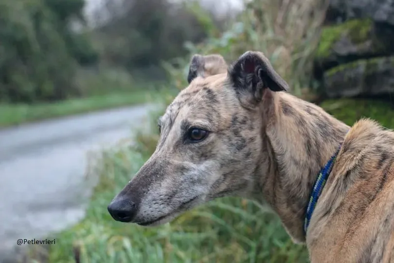 Alice Greyhound female adozione Levrieri 3