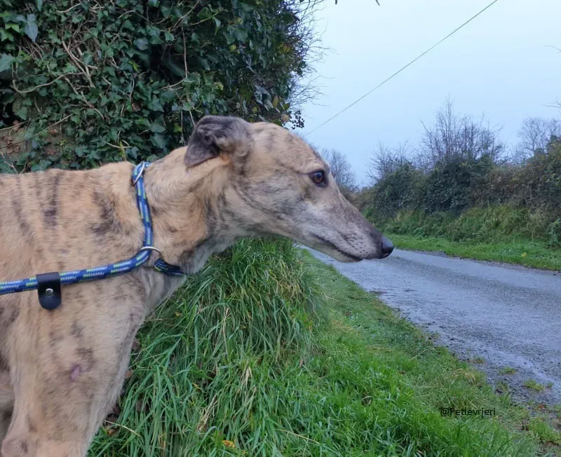 Alice Greyhound female adozione Levrieri 4