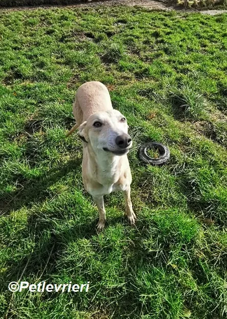 Alison adozione levrieri greyhound 1