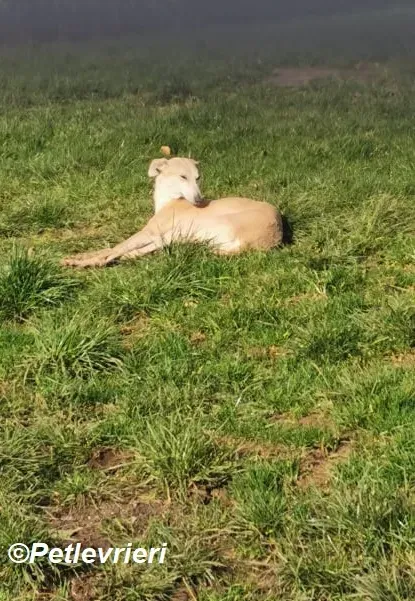 Alison adozione levrieri greyhound 10