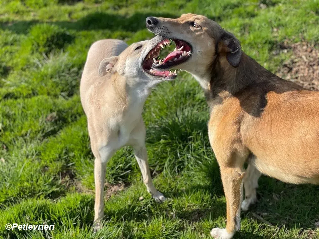 Alison adozione levrieri greyhound 11