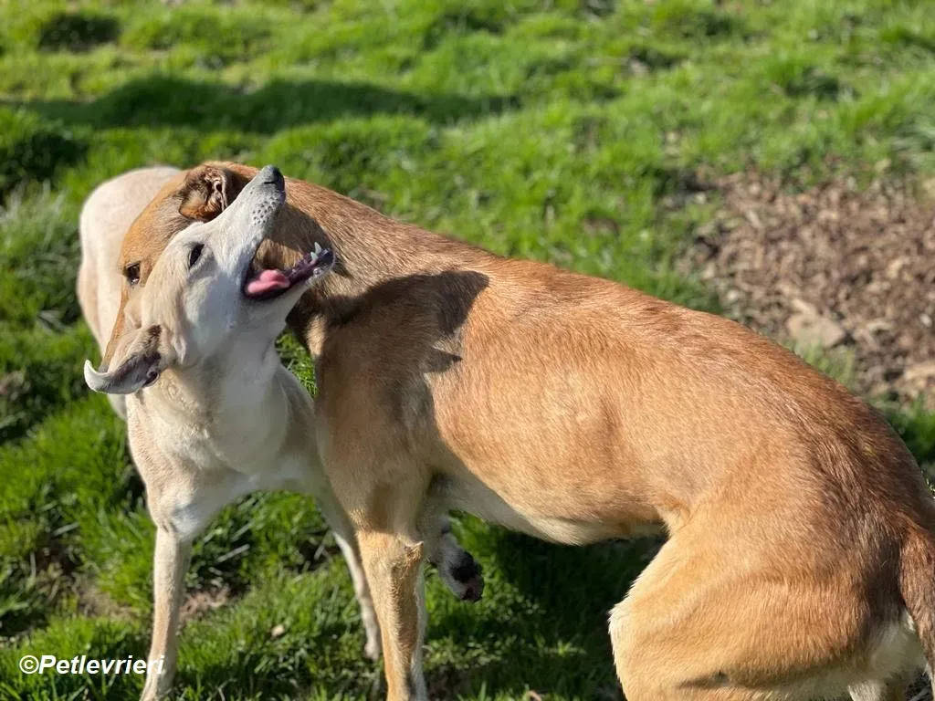 Alison adozione levrieri greyhound 12