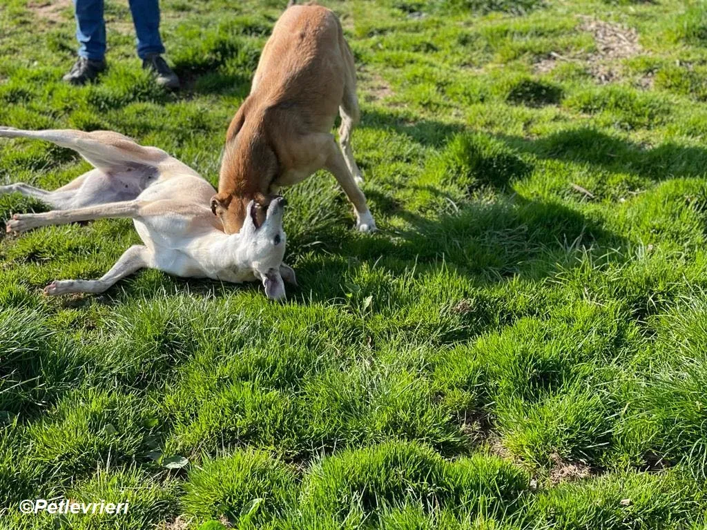 Alison adozione levrieri greyhound 13