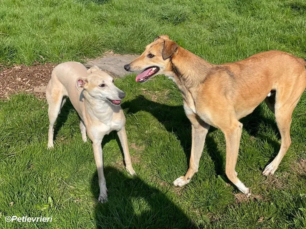 Alison adozione levrieri greyhound 14