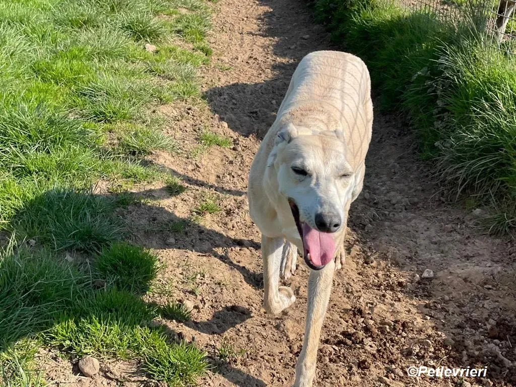 Alison adozione levrieri greyhound 15