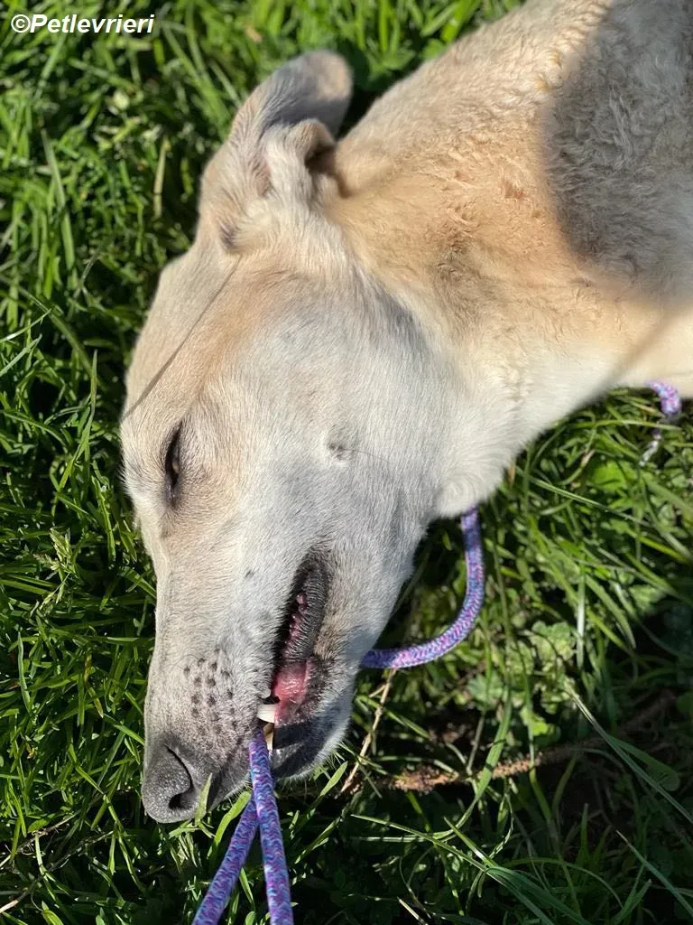 Alison adozione levrieri greyhound 16