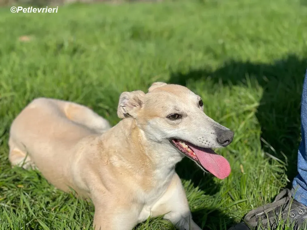 Alison adozione levrieri greyhound 17