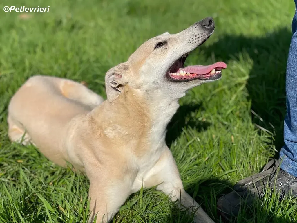 Alison adozione levrieri greyhound 18
