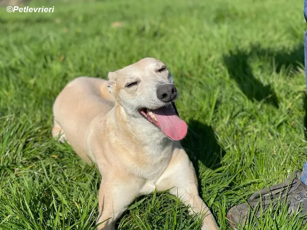 Alison adozione levrieri greyhound 19