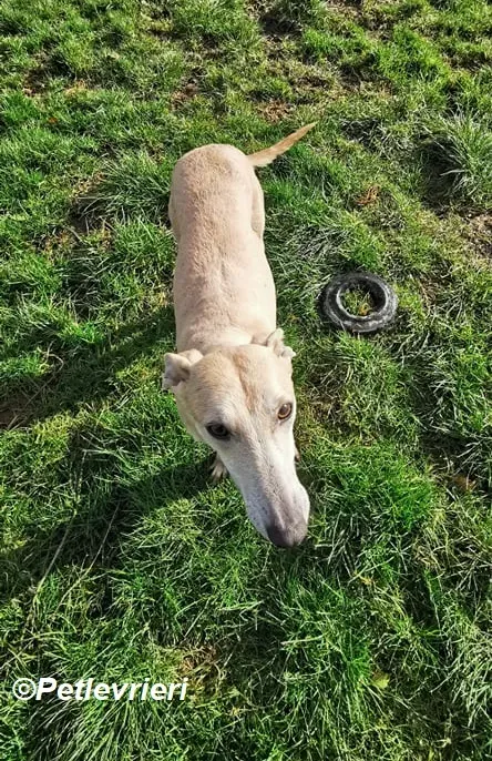 Alison adozione levrieri greyhound 2
