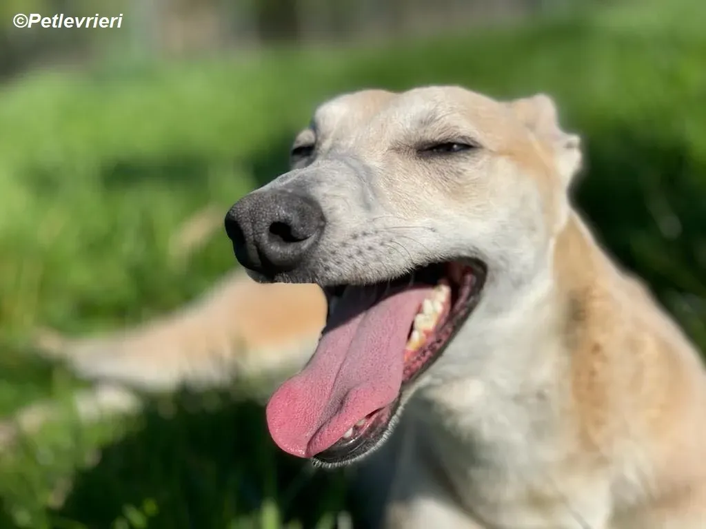 Alison adozione levrieri greyhound 20