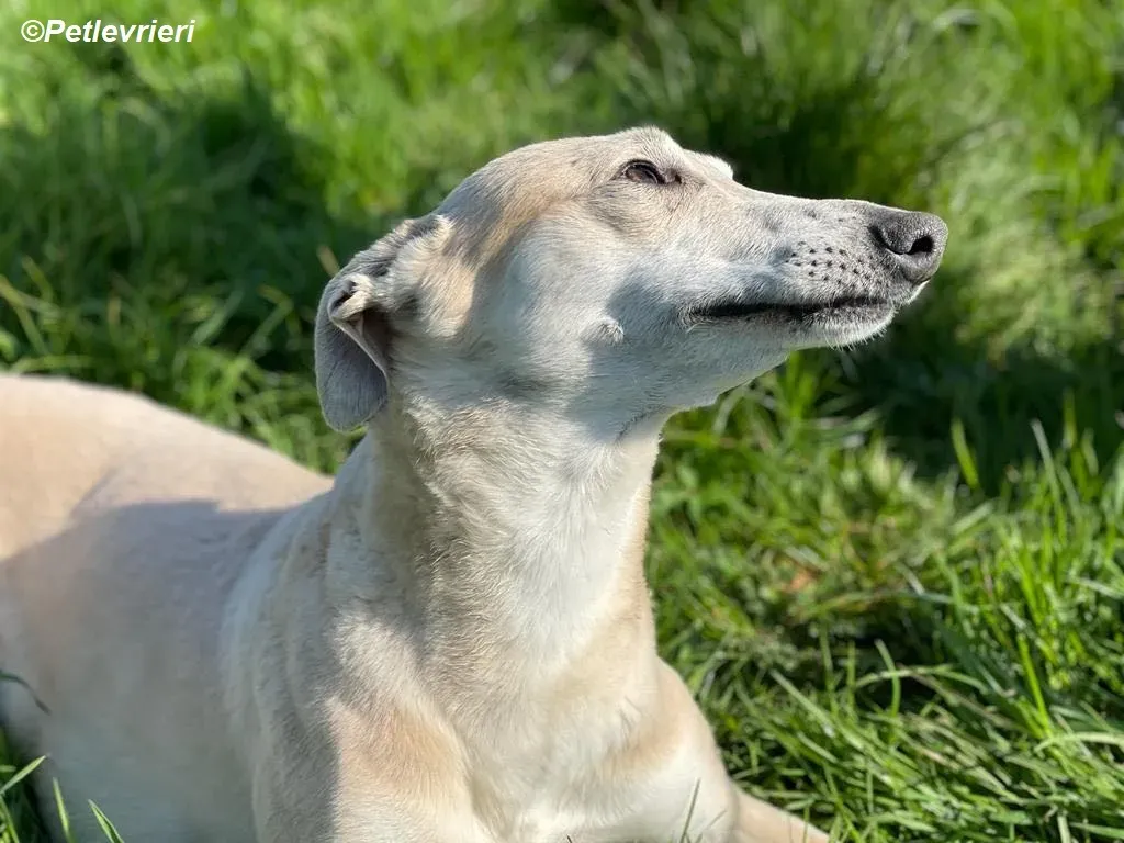 Alison adozione levrieri greyhound 21
