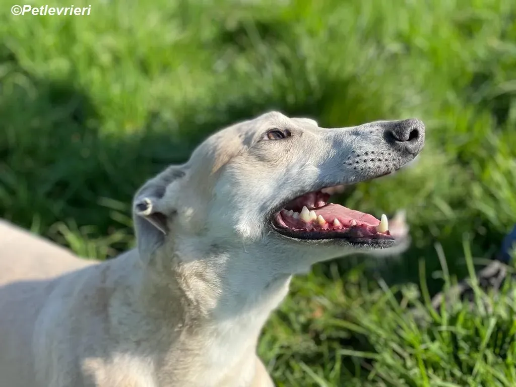 Alison adozione levrieri greyhound 22