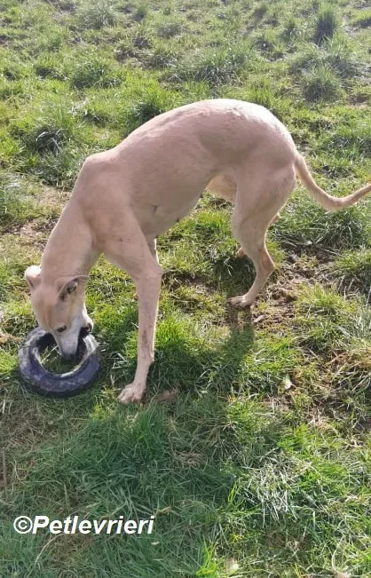 Alison adozione levrieri greyhound 3