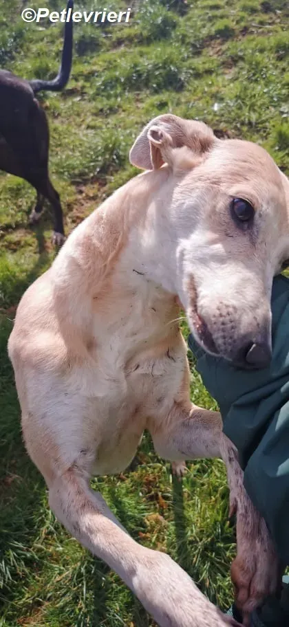 Alison adozione levrieri greyhound 4