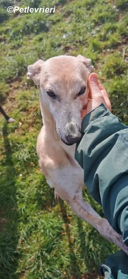 Alison adozione levrieri greyhound 5