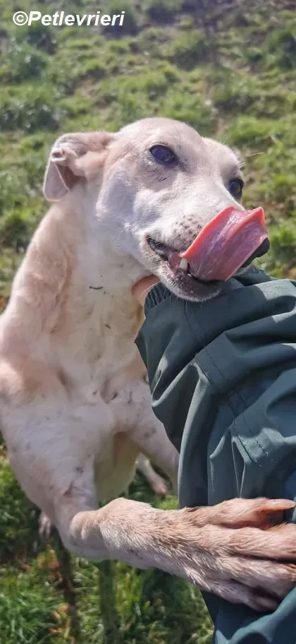 Alison adozione levrieri greyhound 6