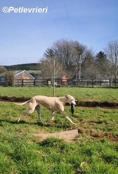 Alison adozione levrieri greyhound 7