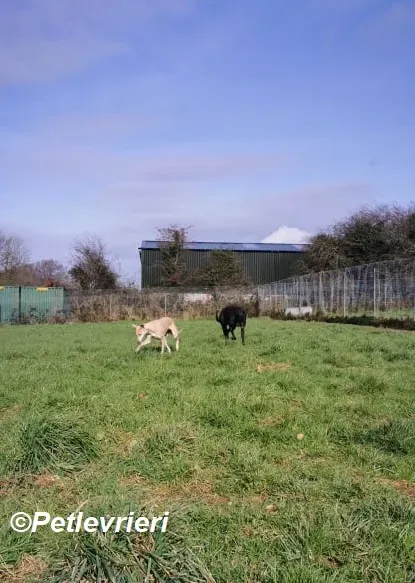 Alison adozione levrieri greyhound 8