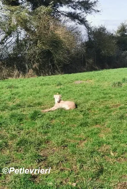 Alison adozione levrieri greyhound 9