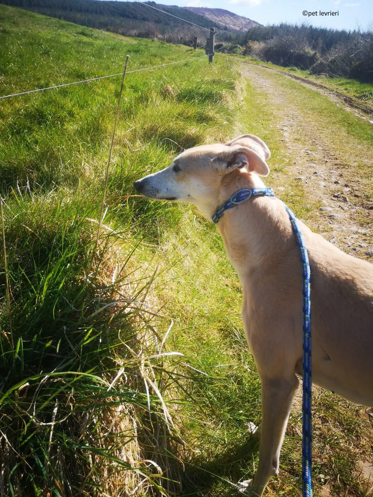 Alison adozione levriero greyhound1