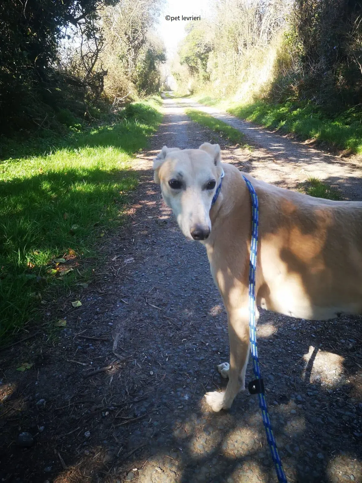 Alison adozione levriero greyhound10