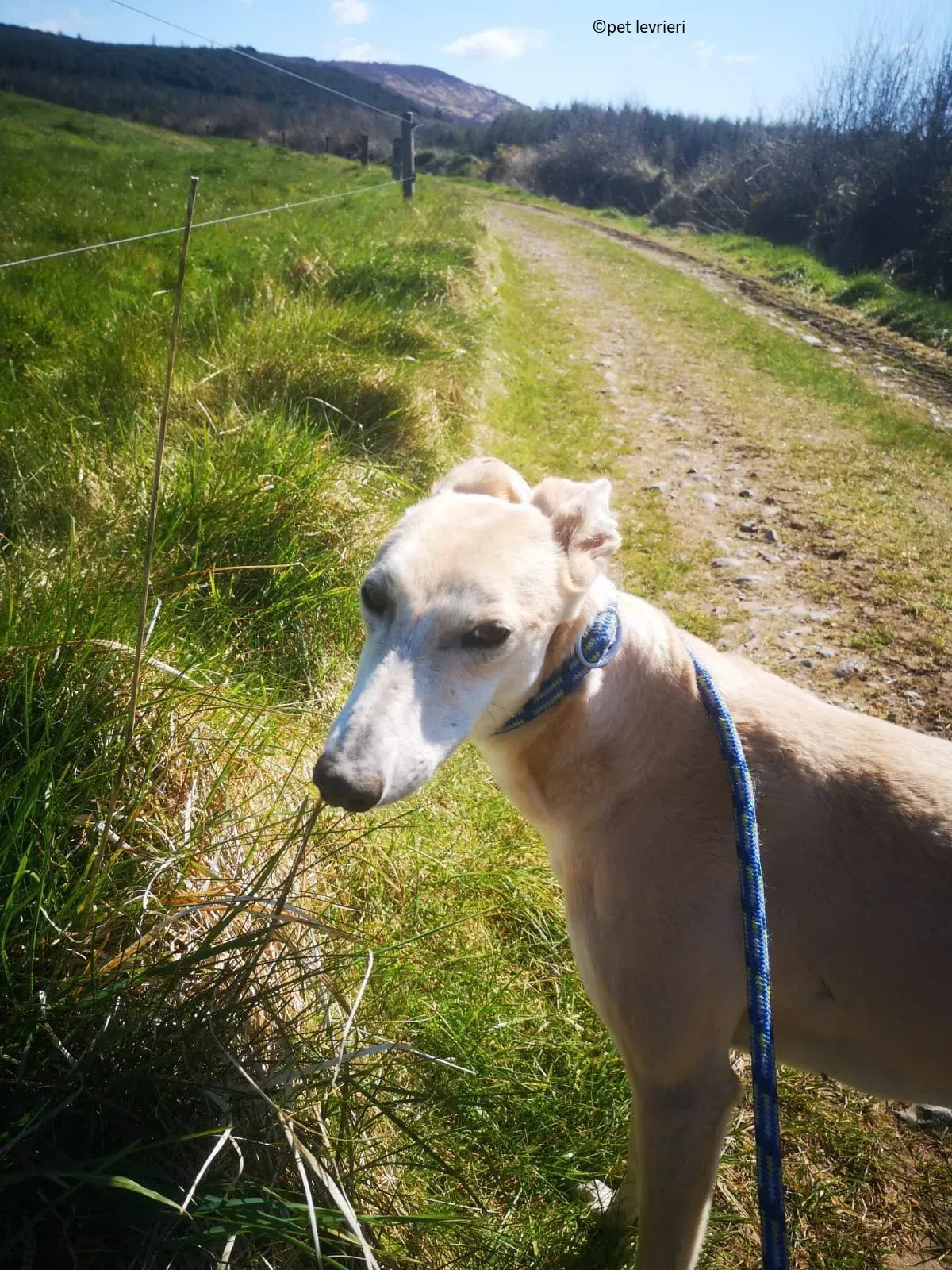 Alison adozione levriero greyhound2