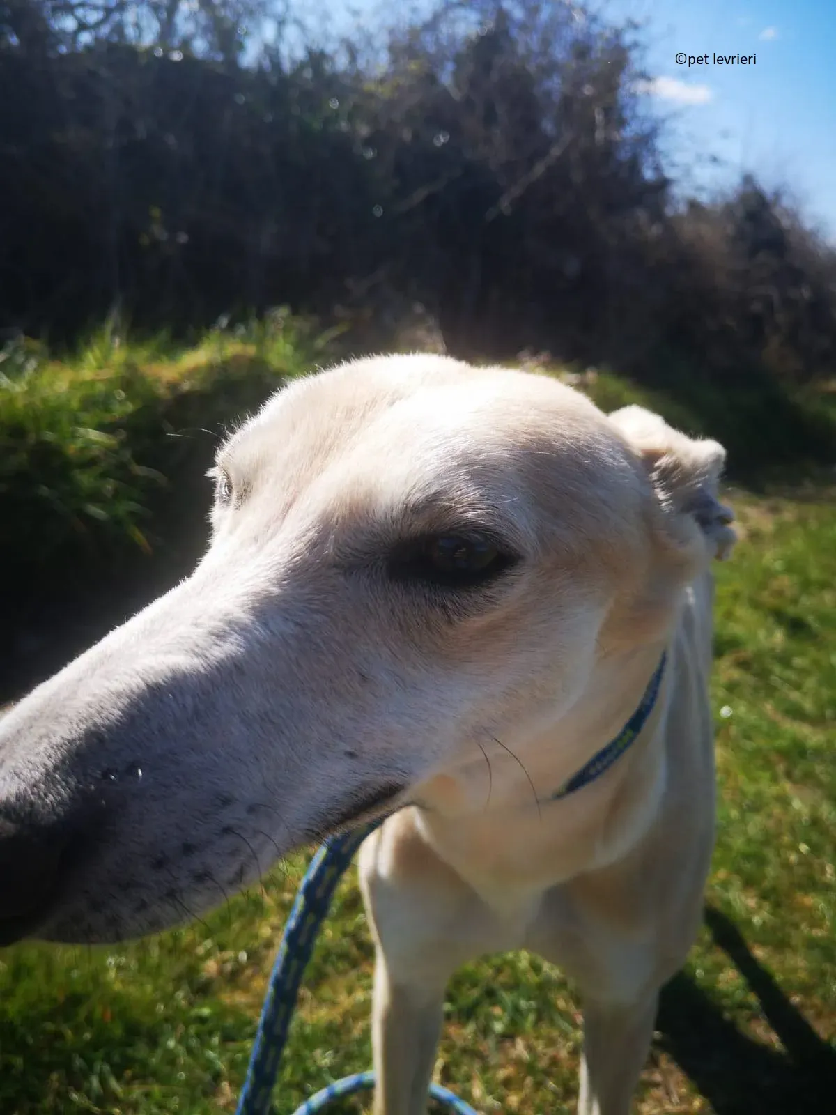 Alison adozione levriero greyhound3