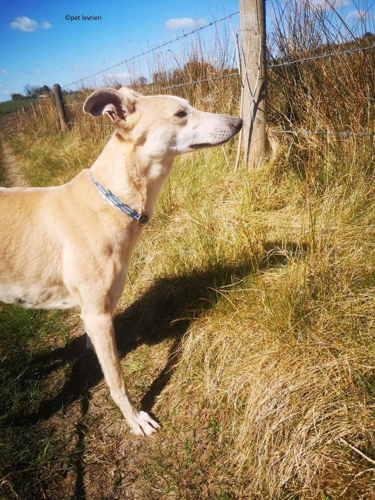 Alison adozione levriero greyhound4