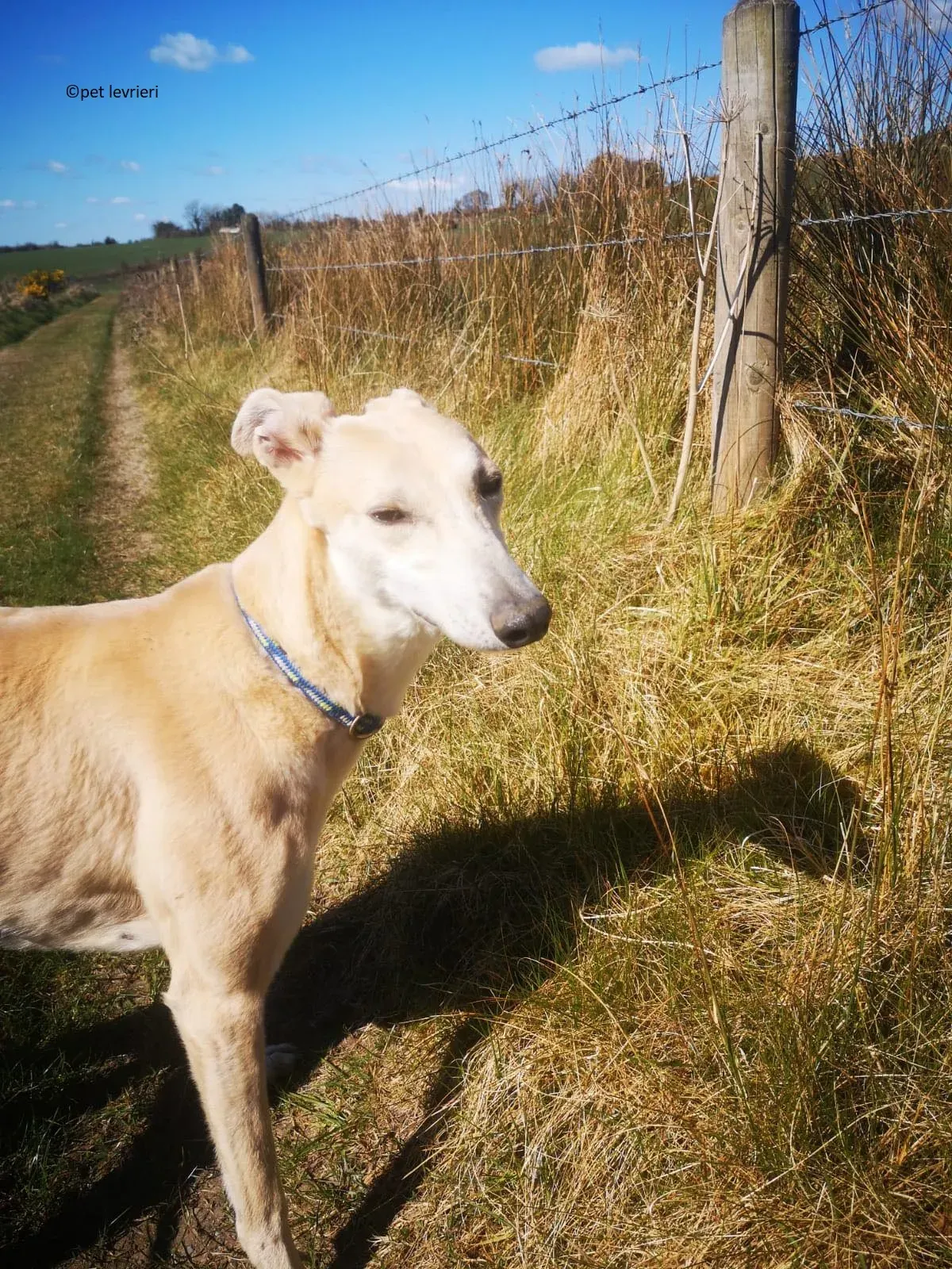 Alison adozione levriero greyhound5