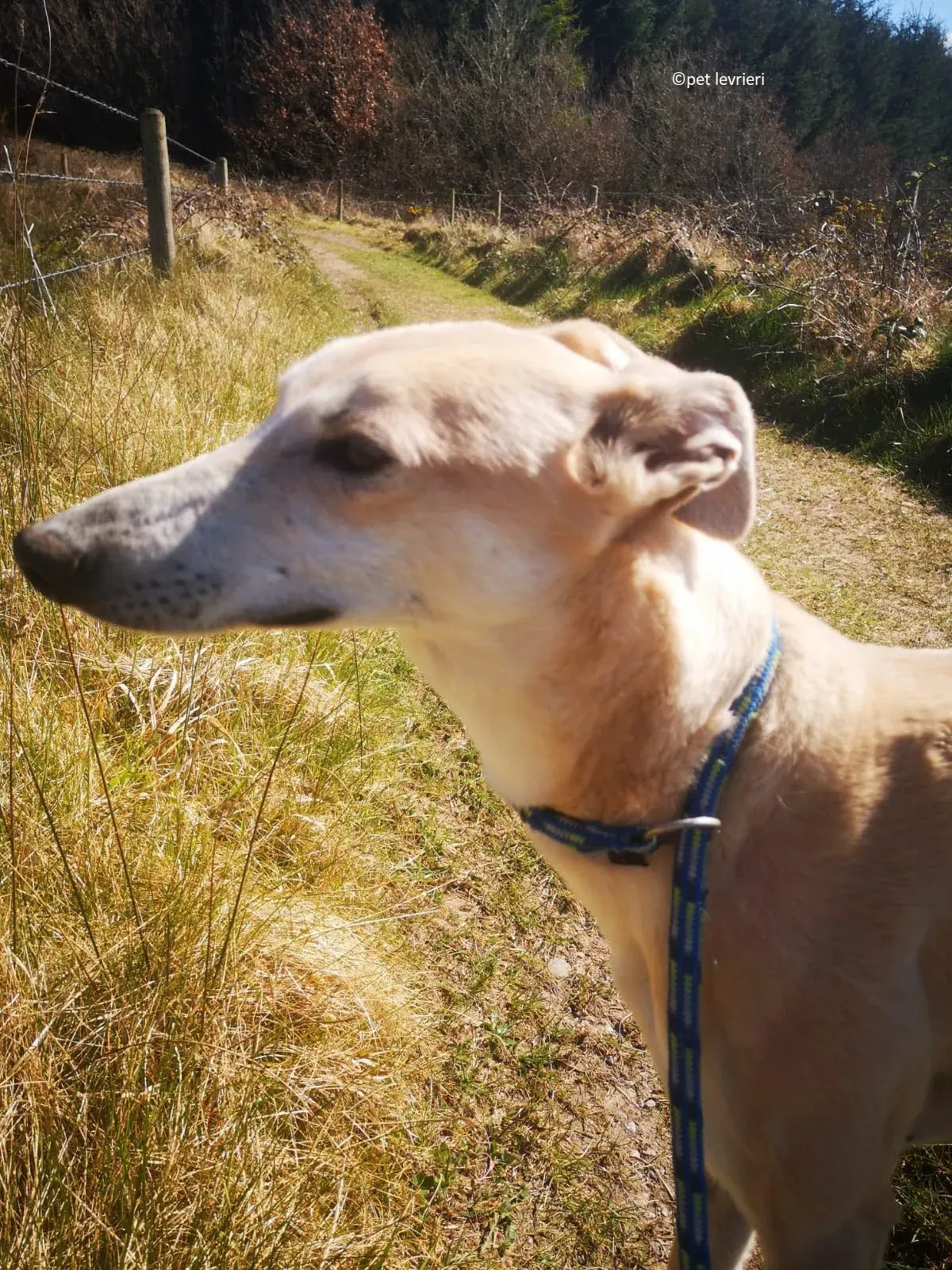 Alison adozione levriero greyhound6