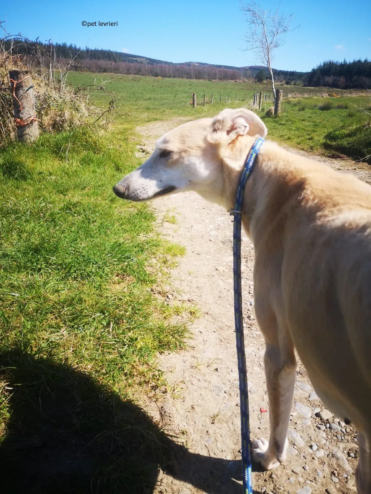 Alison adozione levriero greyhound7