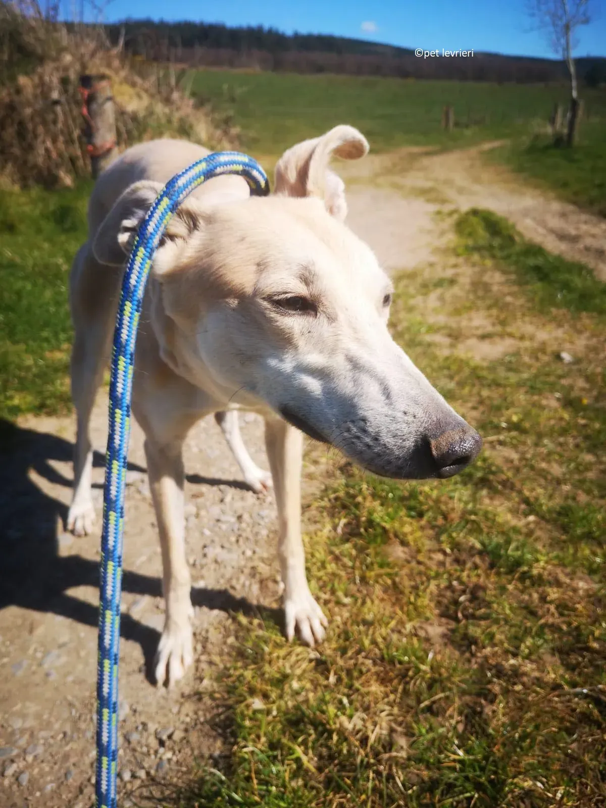 Alison adozione levriero greyhound8