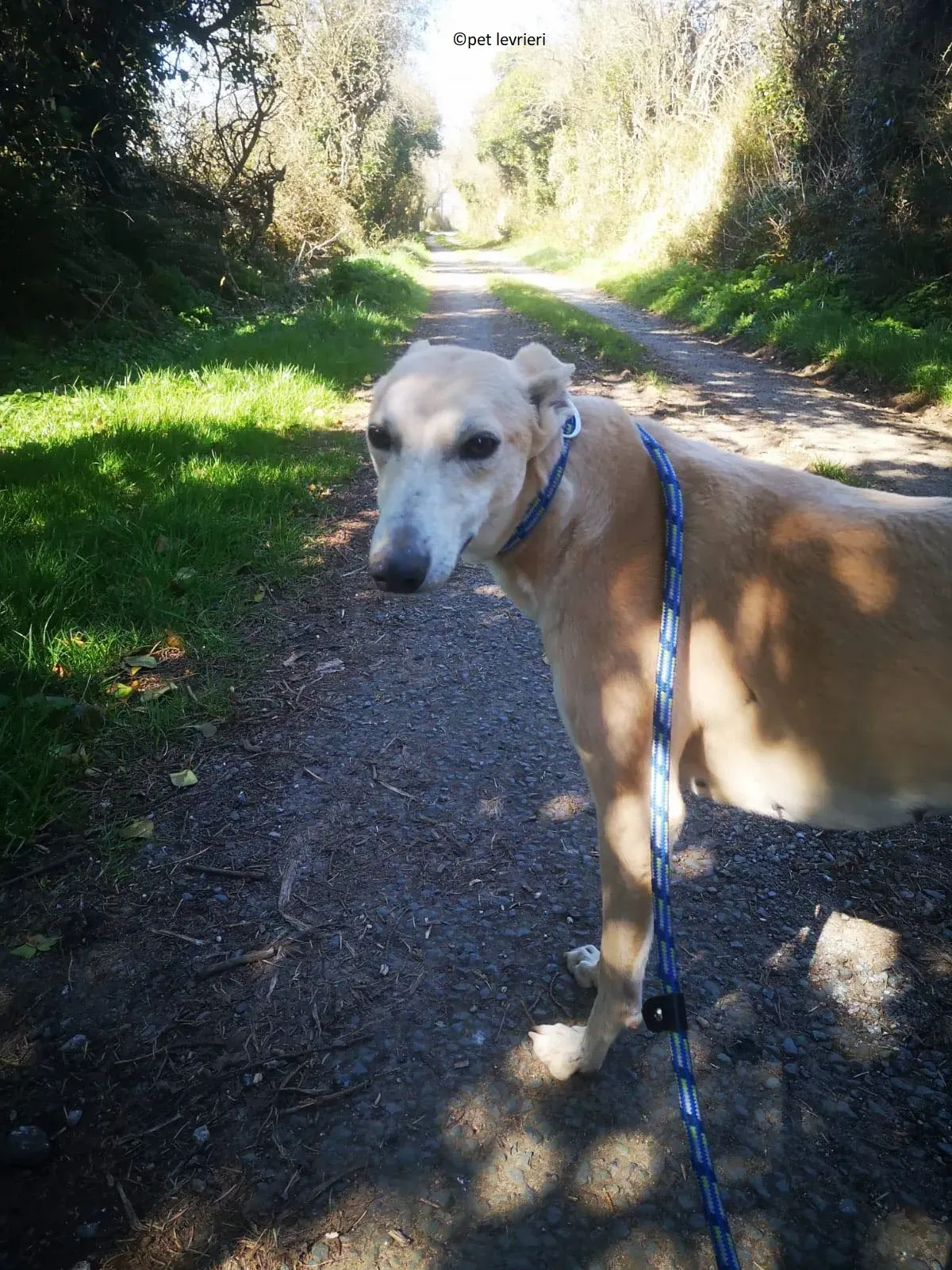 Alison adozione levriero greyhound9