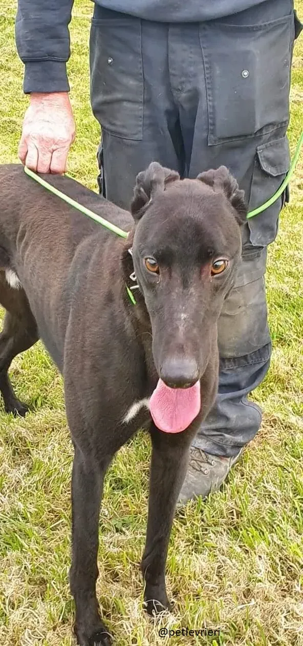 Alistair adozione greyhound 1
