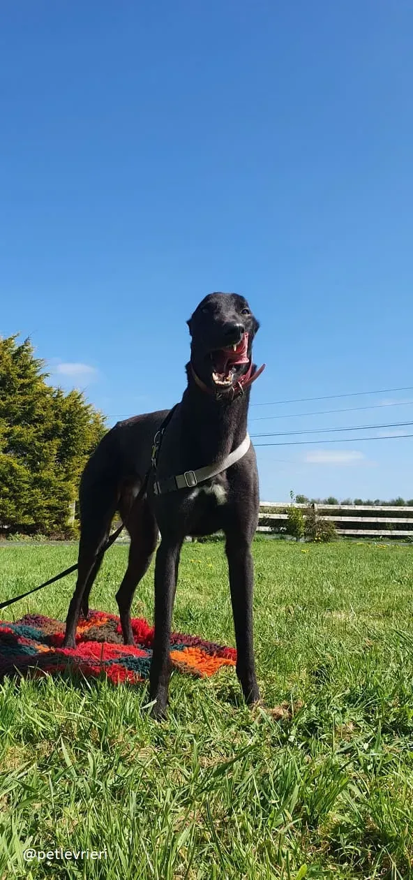Alistair adozione greyhound 2