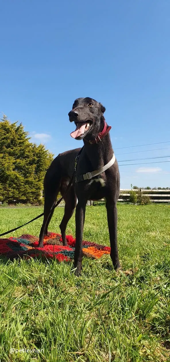 Alistair adozione greyhound 3