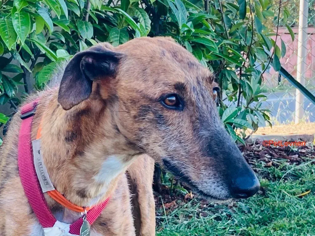 Alì adozione levrieri galgo 10