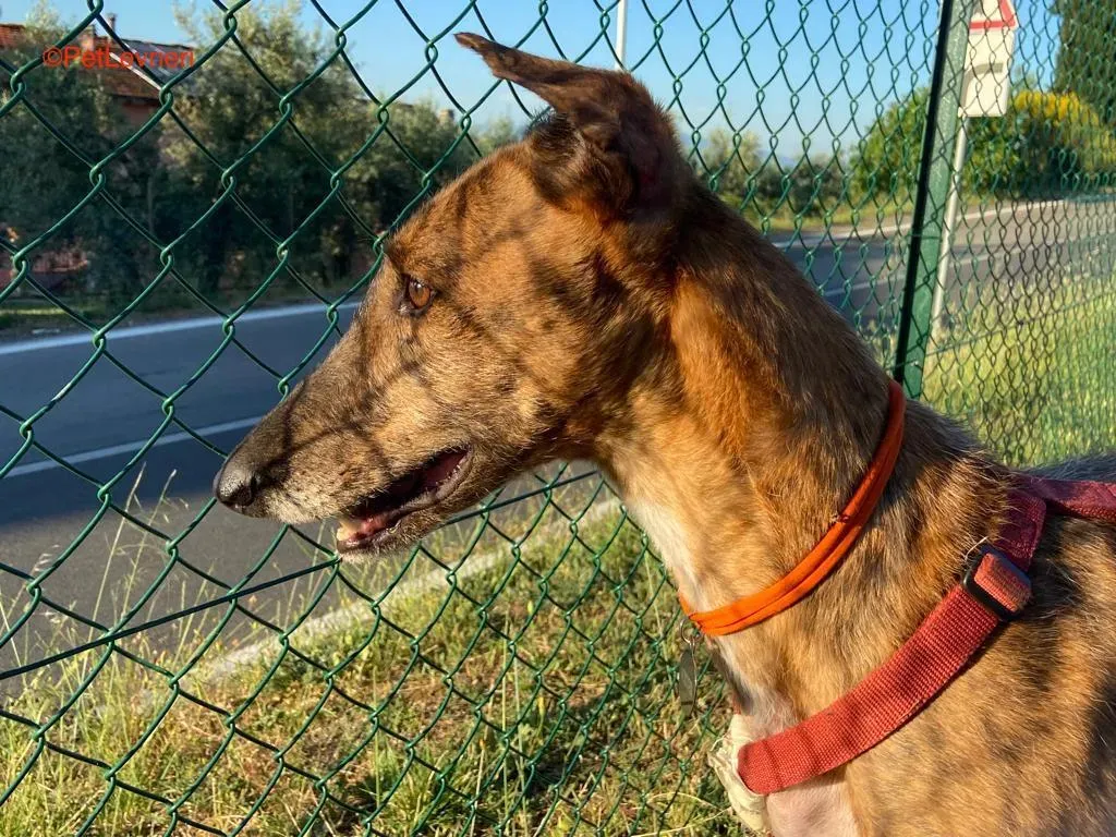 Alì adozione levrieri galgo 5
